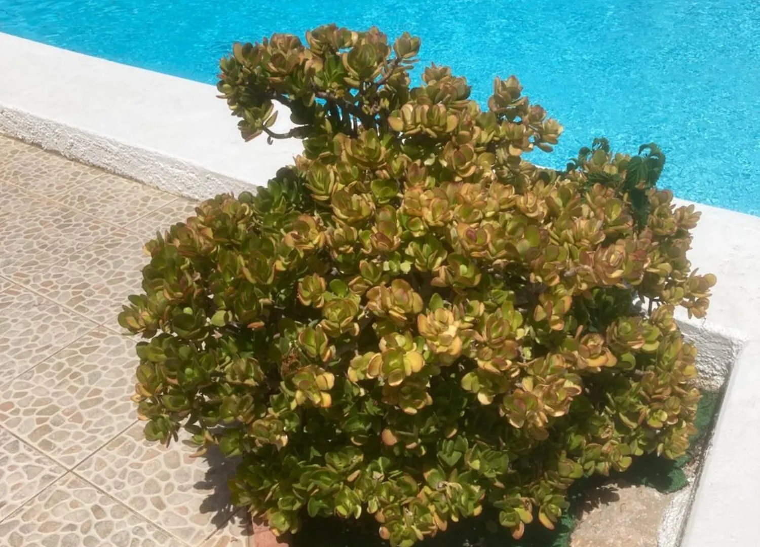 度假居 Vakantieverblijf Villa Kluever 阿尔豪林德拉托里 西班牙